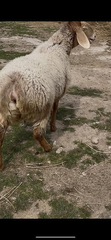 сколько стоит бараны: Продаю | Овца (самка) | Для разведения | Матка — 7