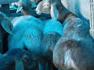 перепелки живые: Продаю | Баран (самец) | Гиссарская, Арашан | На забой — 6