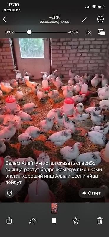 пласка гупса: Яйцо инкубационные продаю Адлер серебристый — 7
