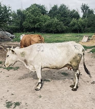 дойни корова: Продаю | Корова (самка) | Для молока, Для разведения | Осеменитель — 2