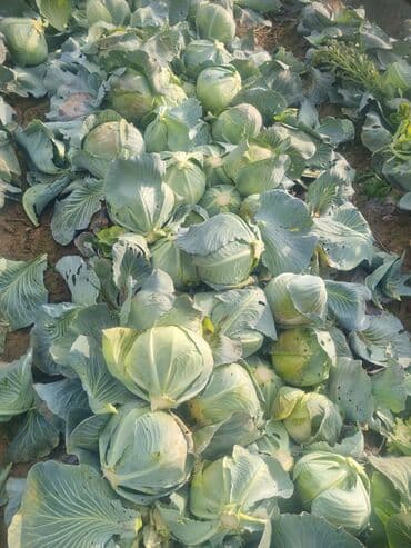 уголь кара кече бишкек цена: Капуста Ак капуста — 7