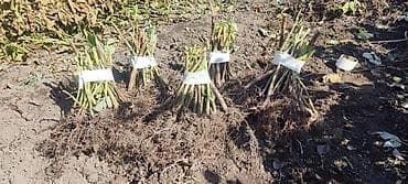 Уголь: Саженцы ежевики сорта Лох Несс - Сорт: Loch Ness (Лох Несс) — 7