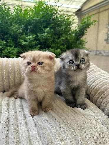 Скотиш Фолд (Шотландская вислоухая), 1 месяц, Девочка, Приучена к лотку