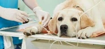 продаю в связи переездом: Эвтаназия (усыпление. гуманно ) Собак и кошек Вывоз трупов — 2