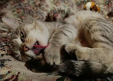 Продажа кошек: Отдам кошечку — 5