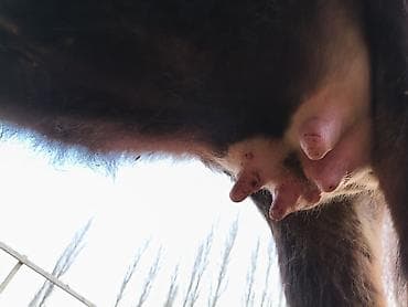 Башка жаныбарлар: Сатам | Уй (ургаачы) | Аргын | Сүт алуу үчүн | Музоологондон кийин — 2