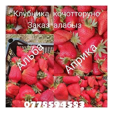 грибы медвежье ухо: Клубника Оптом — 1
