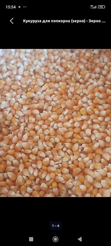 балык чарба: Кукуруза для попкорна (зерно) - Специальный сорт кукурузы, идеально — 1