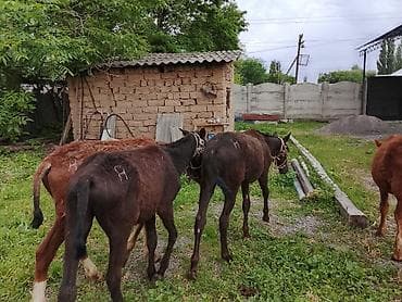С/х животные и товары: 8 айлык эркек тайлар сатылат баасы 65 минден — 5