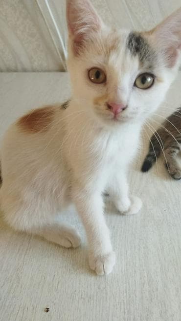 Үй жаныбарлары: 🐾 Ищем самые добрые и заботливые руки для котят! 🐾 В добрые и — 3