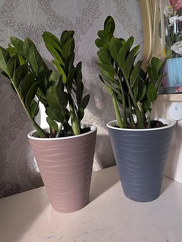 круглый: Комнатные растения в горшках - Антуриумы (красные и белые соцветия) — 7