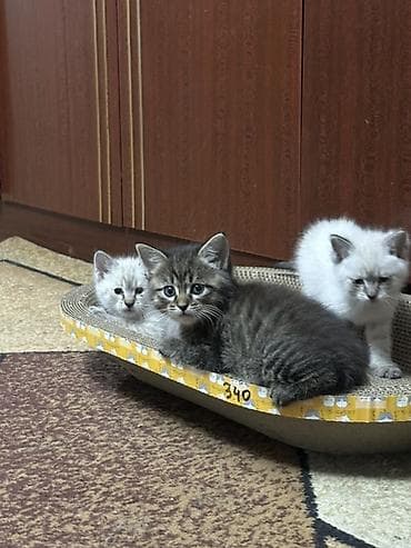 Котята, домашний помёт. - Возраст на фото: примерно 1–1,5 месяца. -