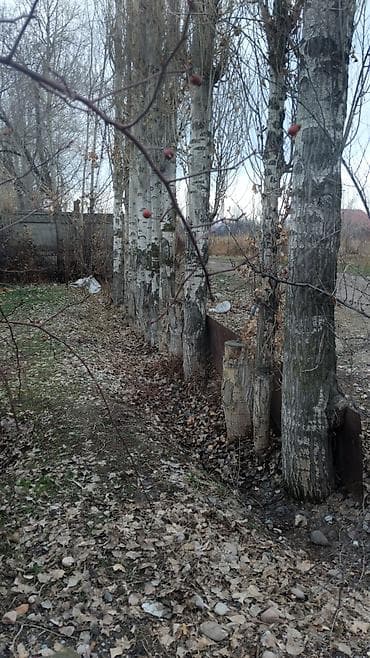 Терек сатам алчуулар болсо жазкыла чалгыла