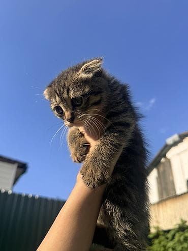 котята пародистые: Отдаю в добрые руки!Шатландских вислоухих котята Котята приручены к — 3