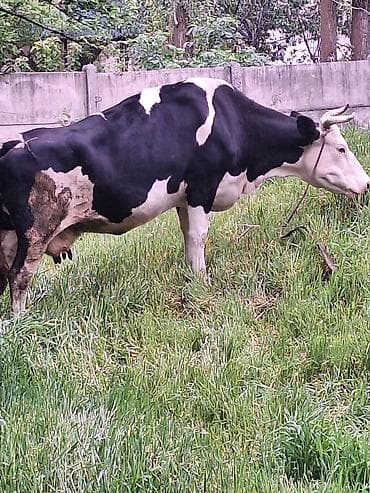 коровы симентал: Продаю | Корова (самка) | Голштин | Для молока | Привязанные — 1