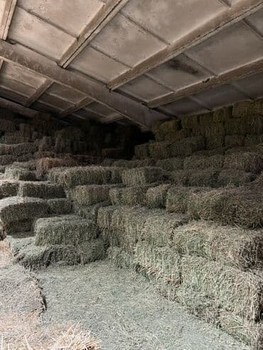 корм для домашних животных: Продаю Клевер в тюках, беде. Тюки большие плотные. Хранятся под крышей — 2