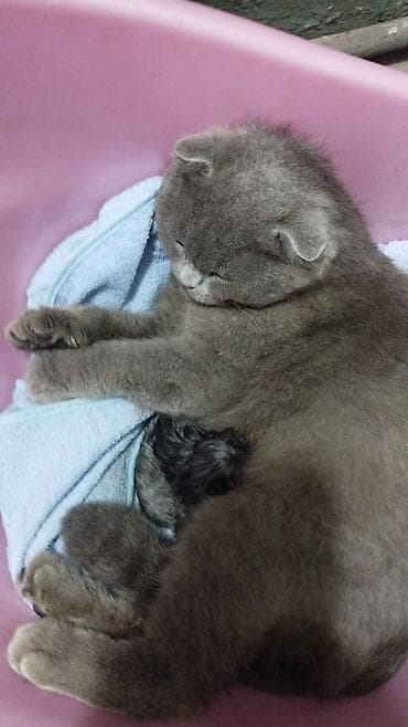 cat litter: Отдам трёх новорожденных котят в добрые руки где есть кормящая — 2