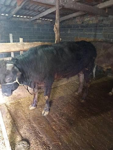 бычки бельгийская: Продаю | Бык (самец) | Полукровка | На откорм | Привязанные — 1