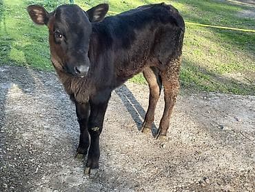 саан уй бишкек: Сатам | Уй (ургаачы), Бука (эркек), Кунаажын | Ангус | Көбөйтүү үчүн — 4