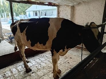 коротколапые коты цена: Продаю | Корова (самка) | Голштин | Для молока — 3