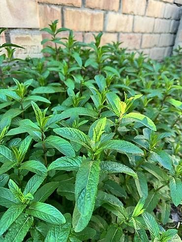 Свежая садовая мята цена 100 сом/пучок