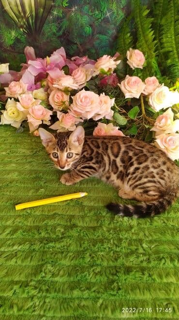 новорожденные котята: Бенгальская, 2 месяца, Мальчик — 13