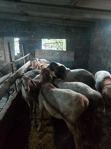 швиц быки: Продаю | Баран (самец) | На забой — 2