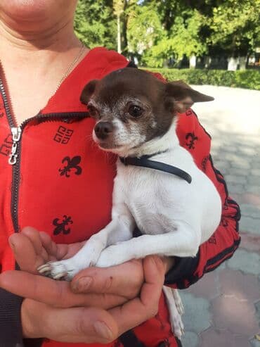 американские булли: Чихуахуа, Более 5 лет, Самец — 6