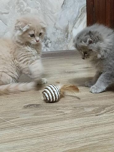 сколько стоит вислоухая кошка: Скотиш Фолд (Шотландская вислоухая), 2 месяца, Мальчик, Приучена к лотку — 6