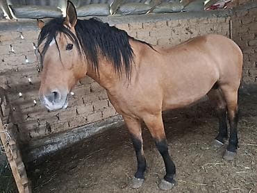 продажа лошадей в россии: Продаю | Жеребец | Рабочий — 5