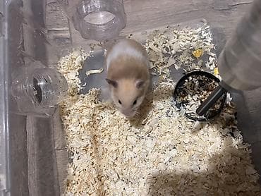 хомяк: Хомяк сирийский (окрас бежево‑белый) Описание: - Активный ручной — 1