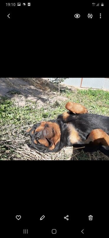 куплю собаку ротвейлер: Ит кууту: Ротвейлер, Эркек, 5 жаш — 4