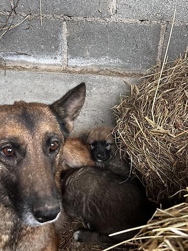 сх животные и товары: 2 месяца, Самец — 4