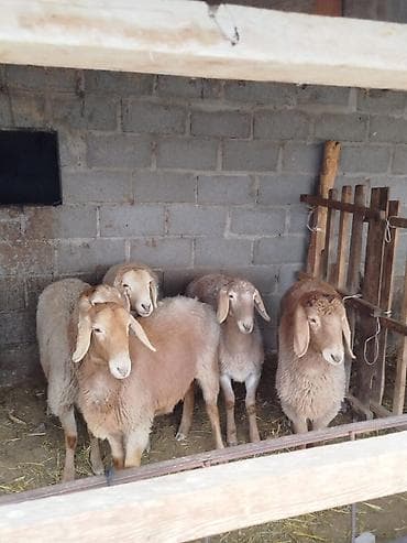 кой козусу: Продаю | Овца (самка) | Арашан | Для разведения | Матка — 5