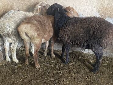 для овец: Продаю | Овца (самка), Баран (самец) | Полукровка, Эдильбаевская | На забой, Для разведения | Осеменитель, Матка — 3