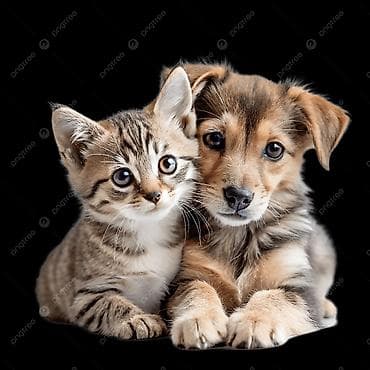 телефон редми 10 с: Приехал недавно в город Джалал абад хочу котёнка или щенка завести — 1