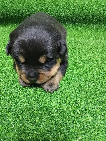 стрижка животных на дому: Щенки ротвейлера открыта бронь родословная имеется — 3