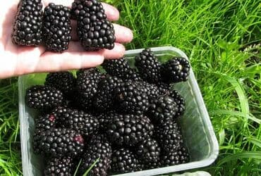 Ежевика Оптом, Бесплатная доставка, Самовывоз