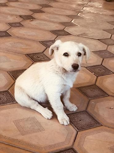 самые дешевые собаки: 2 месяца, Самец, С прививкой — 1