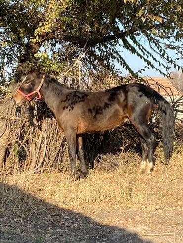 отдам в добрые руки собаку: Продаю | Конь (самец) | Рабочий | Мерин — 1