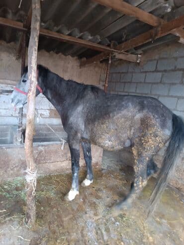 абиссинский кот: Продаю | Кобыла (самка) | Для разведения, Для молока, Рабочий — 5