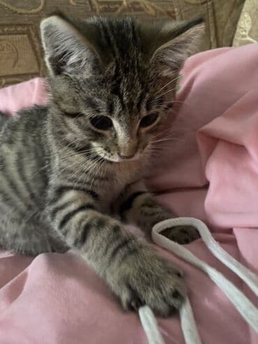 шотландский вислоухий рыжий кот: Кошка даром: Скотиш Страйт (Шотландская прямоухая), 3 месяца, Мальчик, Приучена к лотку, Проглистована — 1