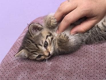 отдам котенка рэгдолл: Котята — домашние любимцы😻 - Породы/тип: Вислоушкидомашние — 2