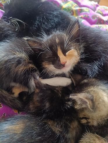 черепаховая кошка цена: Котята домоседы, короткошерстные и пушистые, из одного помёта. отдам — 5