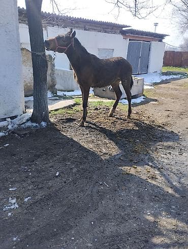 Уйлар, букалар: Данчак еркек былтыркы Тай сатылат рост халке 145 малдыка жакшы жылкы — 6