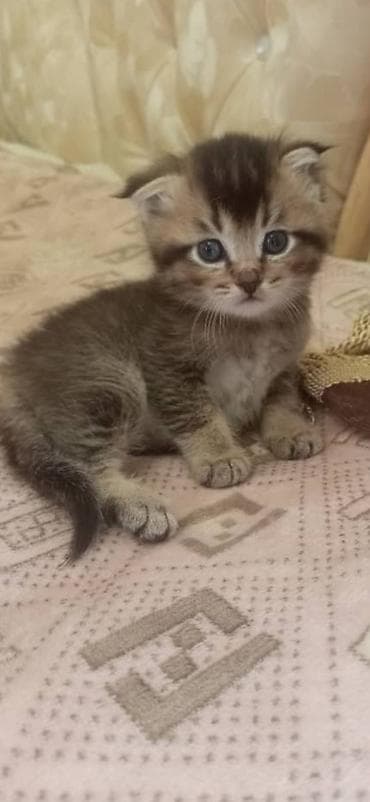 шотлан: Шотландский котёнок с вислоухостью (Scottish Fold) классического — 3