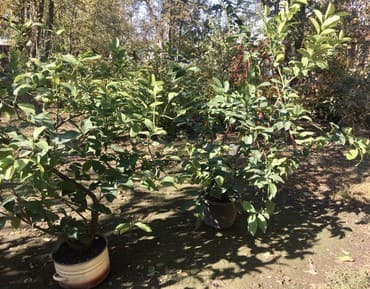 malina.kg продажа малины оптом в бишкеке новопокровка фото: Продается лимонное дерево с плодами и без, многолетние и молодые — 4