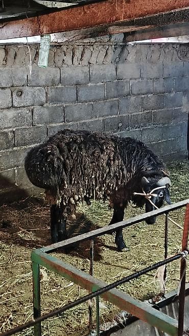 самый лучший сильный умный собака: Продаю | Баран (самец) | Для разведения | Осеменитель — 4