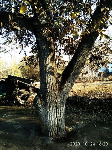 ХДФ: Продаю дерево орех — 2