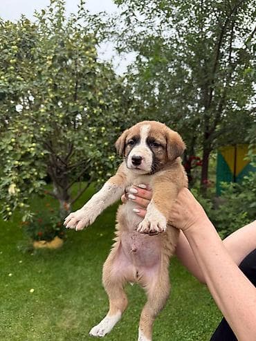 акита собака: Собака даром: 1 месяц, Самец, С прививкой — 1